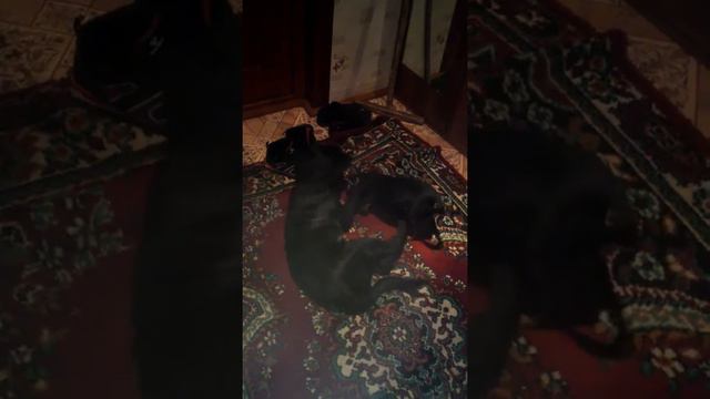 Схватка Лабрадор против Той-терьера:) смотреть онлайн