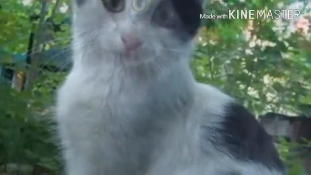 Слайд-шоу сибирских котиков!!!! смотреть онлайн