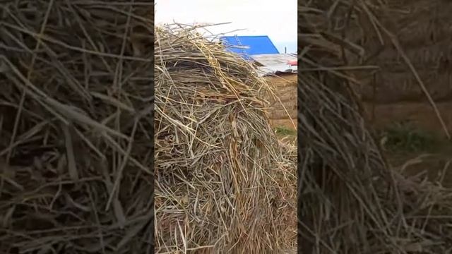 Мотоблок Скаут. смотреть онлайн