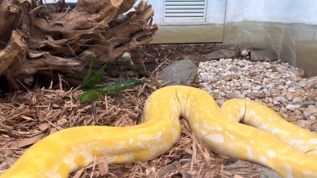 ZOO GREENVILLE. Красавица змея.BEANTIFL BURMESE PYTHON in ZOO. смотреть онлайн