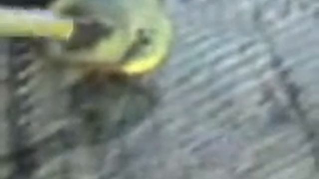 Неизвесное животное смотреть онлайн