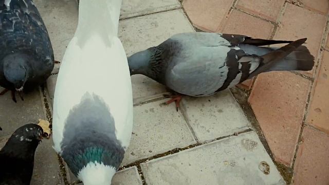 Белые голуби-потеряшки ищут дом смотреть онлайн