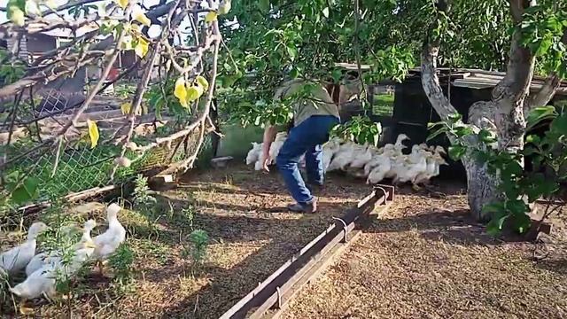 Вес утки Стар 53 в месяц смотреть онлайн