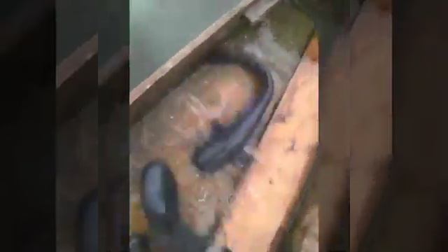 Рыба моей мечты... смотреть онлайн