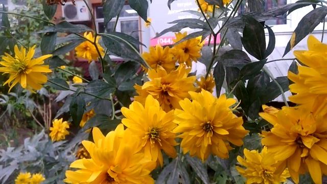 Цветы золотые шары смотреть онлайн