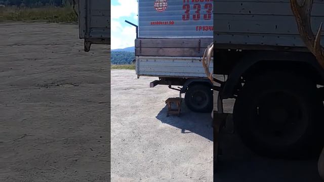 Вот такой красавчик в Белокурихе- 2. смотреть онлайн