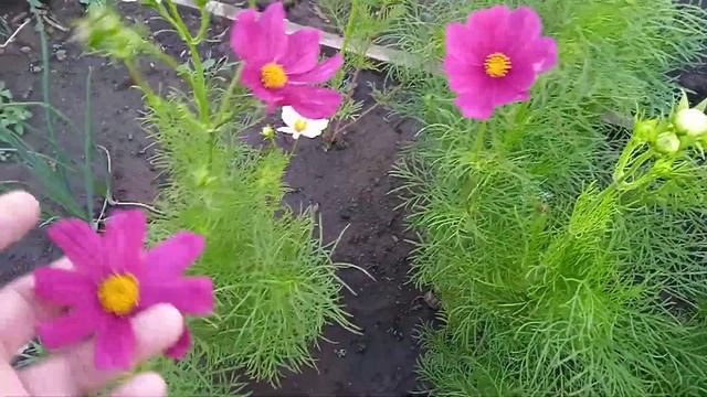 Секрет раннего цветения космеи смотреть онлайн