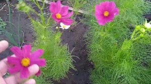 Секрет раннего цветения космеи