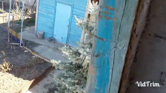 Почтовые голуби, бельгийские, в Астрахани. смотреть онлайн