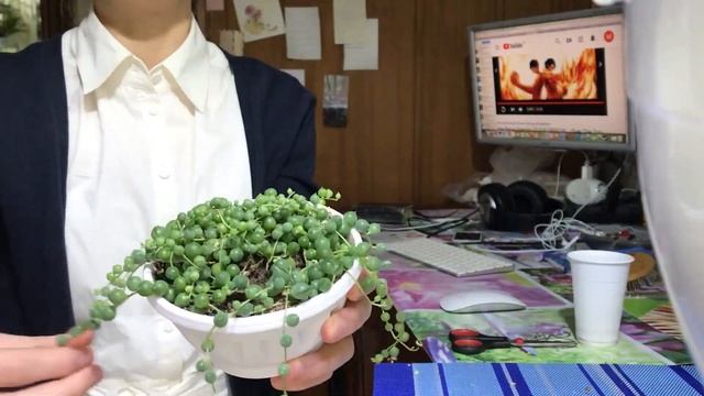 Крестовник Роули. смотреть онлайн