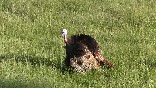 How to Turkey Hunt! The Best Bearded hen hunt ever! Wild, Wild, Wild Turkey hunt. Humpty Hump смотреть онлайн