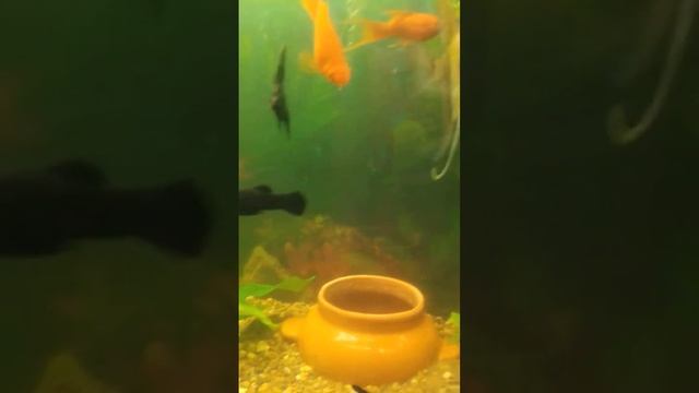 Помогите определить меченосцев? смотреть онлайн