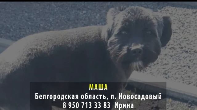 ДОМА! МАША. Белгородская область, пос. Новосадовый смотреть онлайн