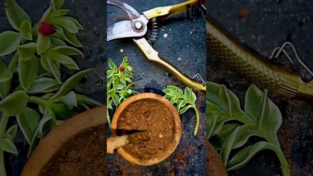 Aptenia Cordifolia | Variegated Baby Sun Rose | Propagation with Cuttings | #shorts | YouTube | Fiv смотреть онлайн