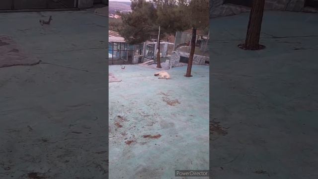 поездка в Сафари парк// смотреть онлайн