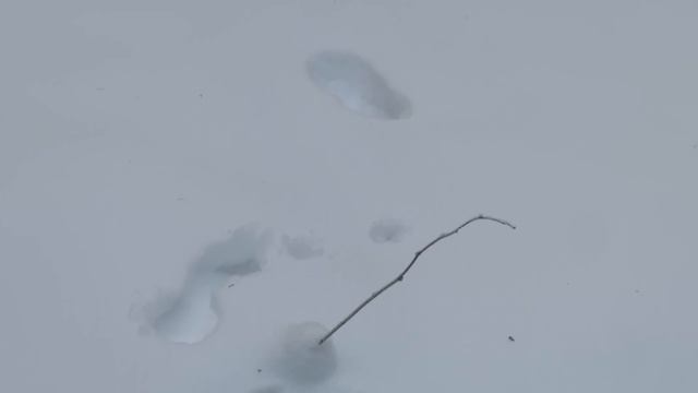 С лайкой по тайге за куницей смотреть онлайн