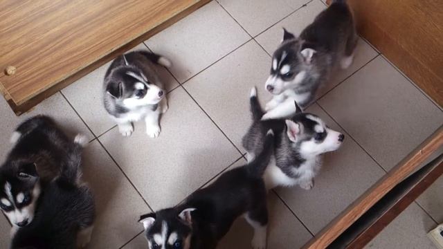 щенок хаски ругается смотреть онлайн