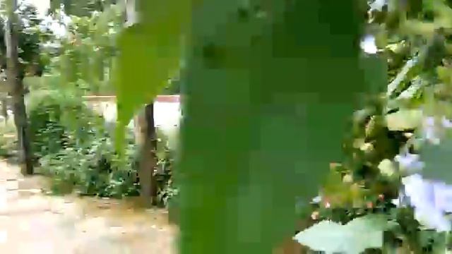 flower tropics purple creeper in thelifeinspire.com смотреть онлайн