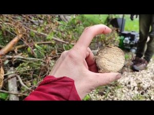 Отзыв клиента на измельчитель веток М260, хотите такой же 8-913-007-54-84