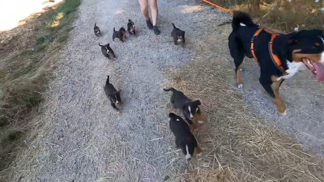 Appenzeller Sennenhund Welpen Welpenspaziergang смотреть онлайн
