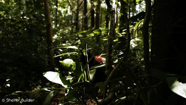 Solo Adventure in The Forest / Learn How To Survive in Jungle смотреть онлайн