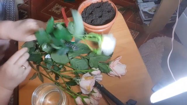 Как укоренить розы из букета? Розы из букета смотреть онлайн