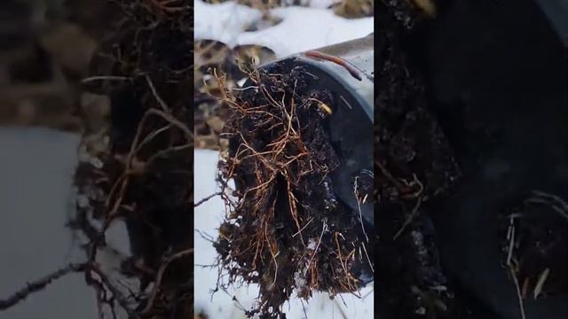 ГОРТЕНЗИЯ МЕТЕЛЬЧАТАЯ ИЗ ПИТОМНИКА ДИВНЫЙ САД, консультация +375298412160, divsad.by смотреть онлайн