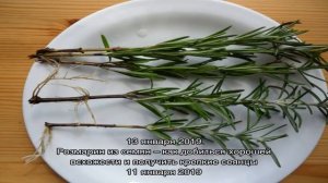 Черенкование розмарина – самый быстрый способ получить пышный пряный кустик