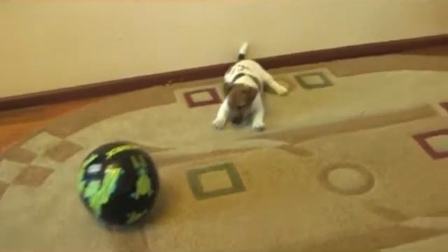 Версик. Ищу родителей. смотреть онлайн