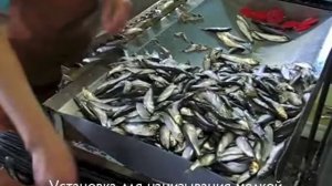 Установка для накалывания мелкой рыбы. Наколка (нанизывание) быстрое мелкой рыбы - килька, мойва