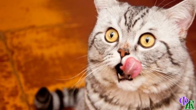 КОТ всё понимал – его принесли убить. И он ждал. Пусть так. Ведь хозяйки все равно уже нет… смотреть онлайн