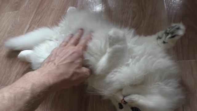Котик Хоши смотреть онлайн