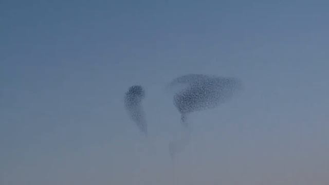 60.000 Starlings in Flight.mpg смотреть онлайн