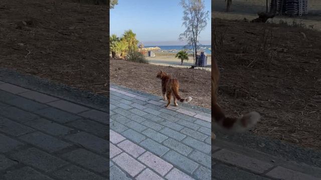 Кот смотрит на пляж, вид на море, море, пальмы, животные.