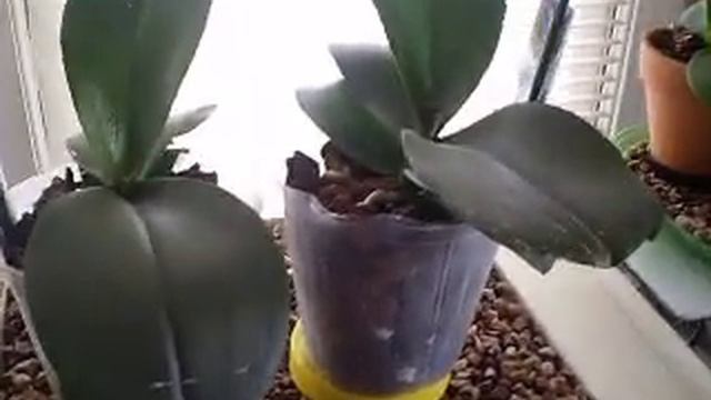 How To Save Orchids With No Roots.
