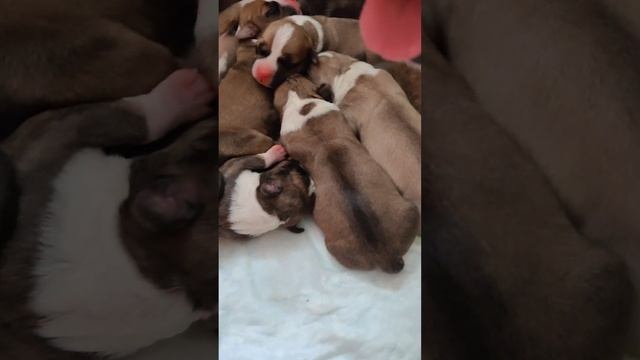 В питомнике пополнение! Мы родились!❤️? Шакира( Storm in Soul Azalea Valley) нас удивила! смотреть онлайн