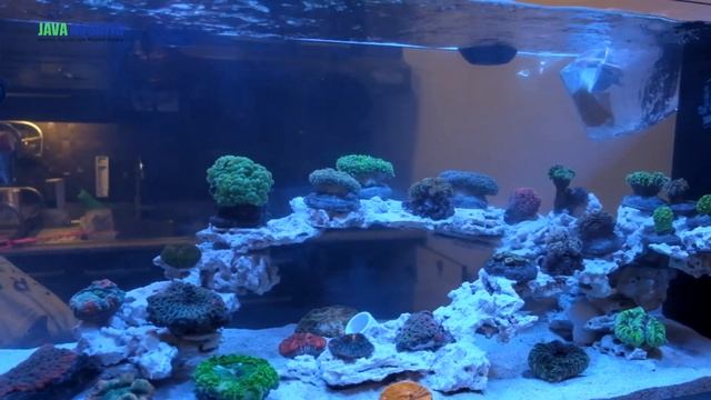FINISH! ISI CORAL TANK HIGH TECH смотреть онлайн