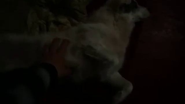 Беляш балдеет дома. Станица Шкуринская. Май 2017 год