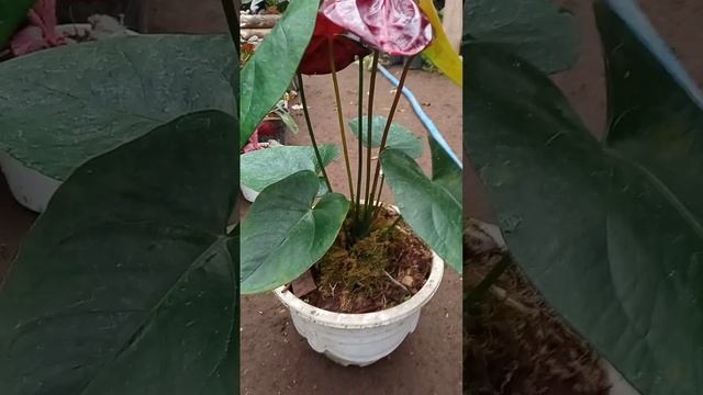 anthurium bunga black queen #shorts #anthuriumbunga смотреть онлайн