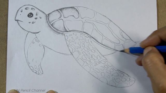 How to Draw a Sea Turtle Step by Step | Pencil Sketch смотреть онлайн