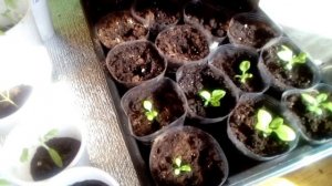 Пикировка астр Хризантелла от Биотехники