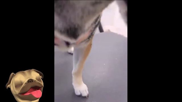 🤣Смешные Животные -  Я Ржал целый ЧАС😸Смешные Кошки Приколы с Кошками и собаками #9 Funny Cats Vide