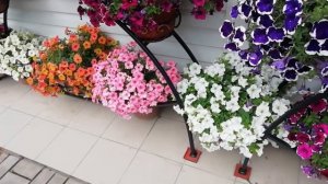 ОПАСНАЯ подкормка ПЕТУНИИ.  Почему ПЕТУНИЯ меняет цвет?