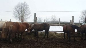 Жеребец кроет кобылу тещу