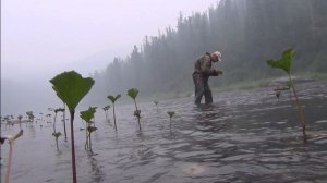 41 серия Посмотрите сколько Ручейников Лучшая наживка на Хариуса Ленка и Тайменя Тайга Лендаха Ручей