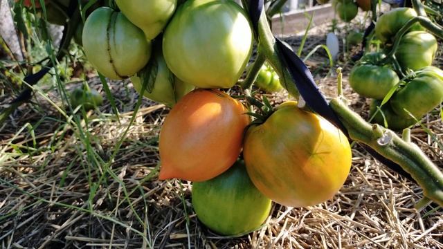 Райское наслаждение! Полный обзор томата смотреть онлайн