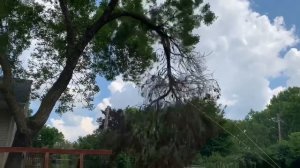 Как спилить высокую большую ветку дерева.