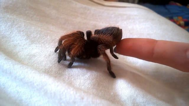 Паук Brachypelma klaasi смотреть онлайн
