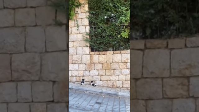 Скалолазы))) смотреть онлайн