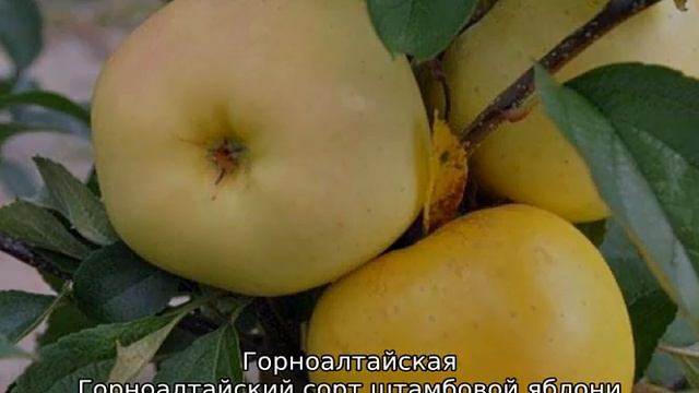 Штамбовая яблоня: что это такое смотреть онлайн